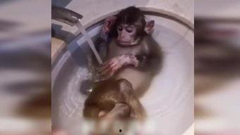 小猫变成人 恶搞视频,猫咪的奇幻变身大冒险